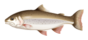 icon_meat fish