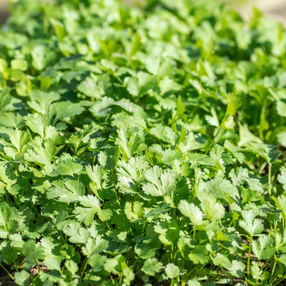 real coriander 7650541_1280 580x580
